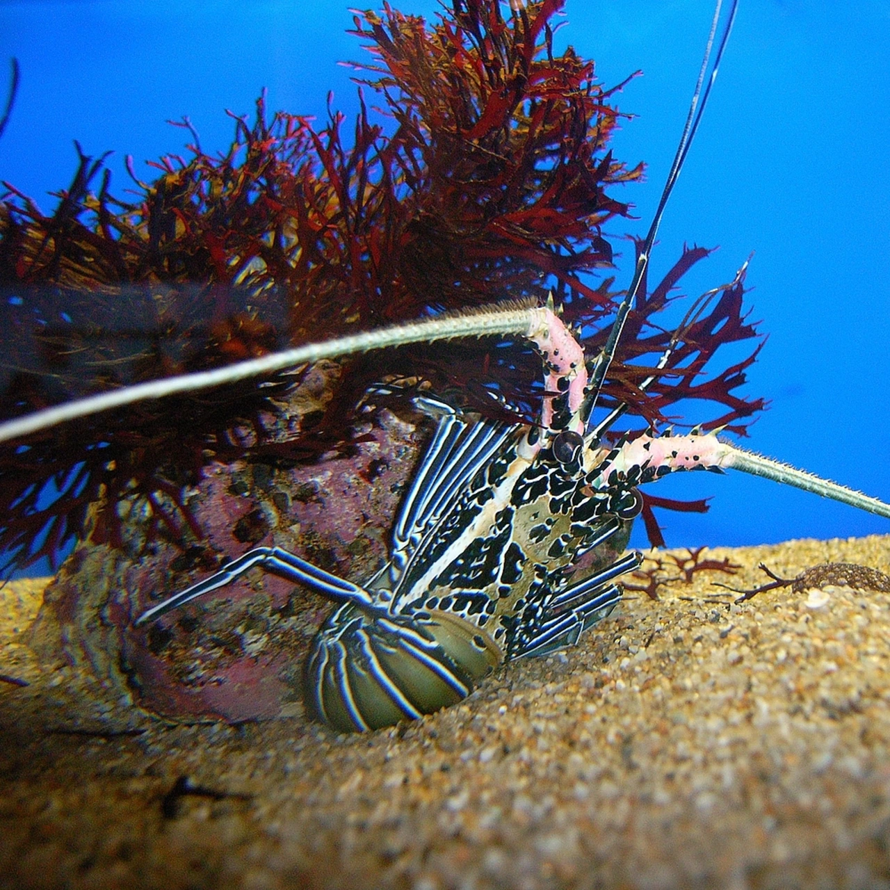 Stribet Revlanguster (Panulirus versicolor)